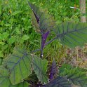 Solanum quitoense (2)